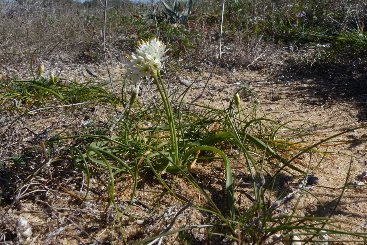 Allium subvillosum leaf