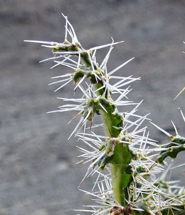 Caiophora chuquitensis leaf