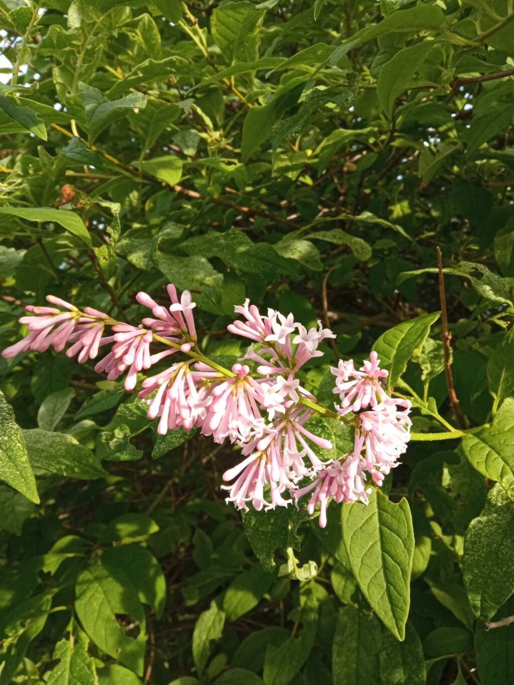 Syringa pinetorum — search result for 'Syringa'