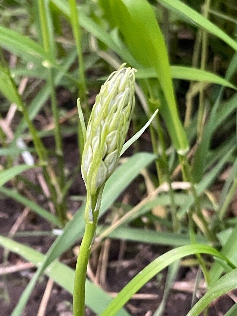 Carex deweyana flower