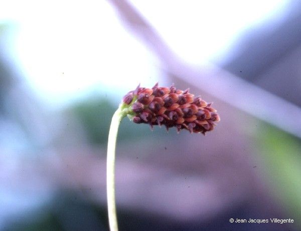 Bulbophyllum atrorubens fruit