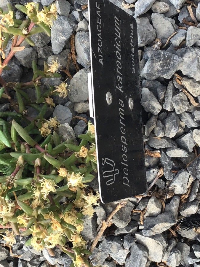 Delosperma karrooicum leaf