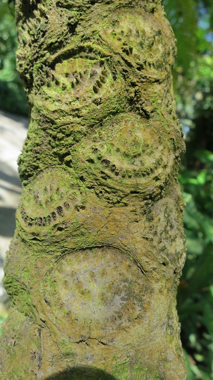 Cyathea arborea bark