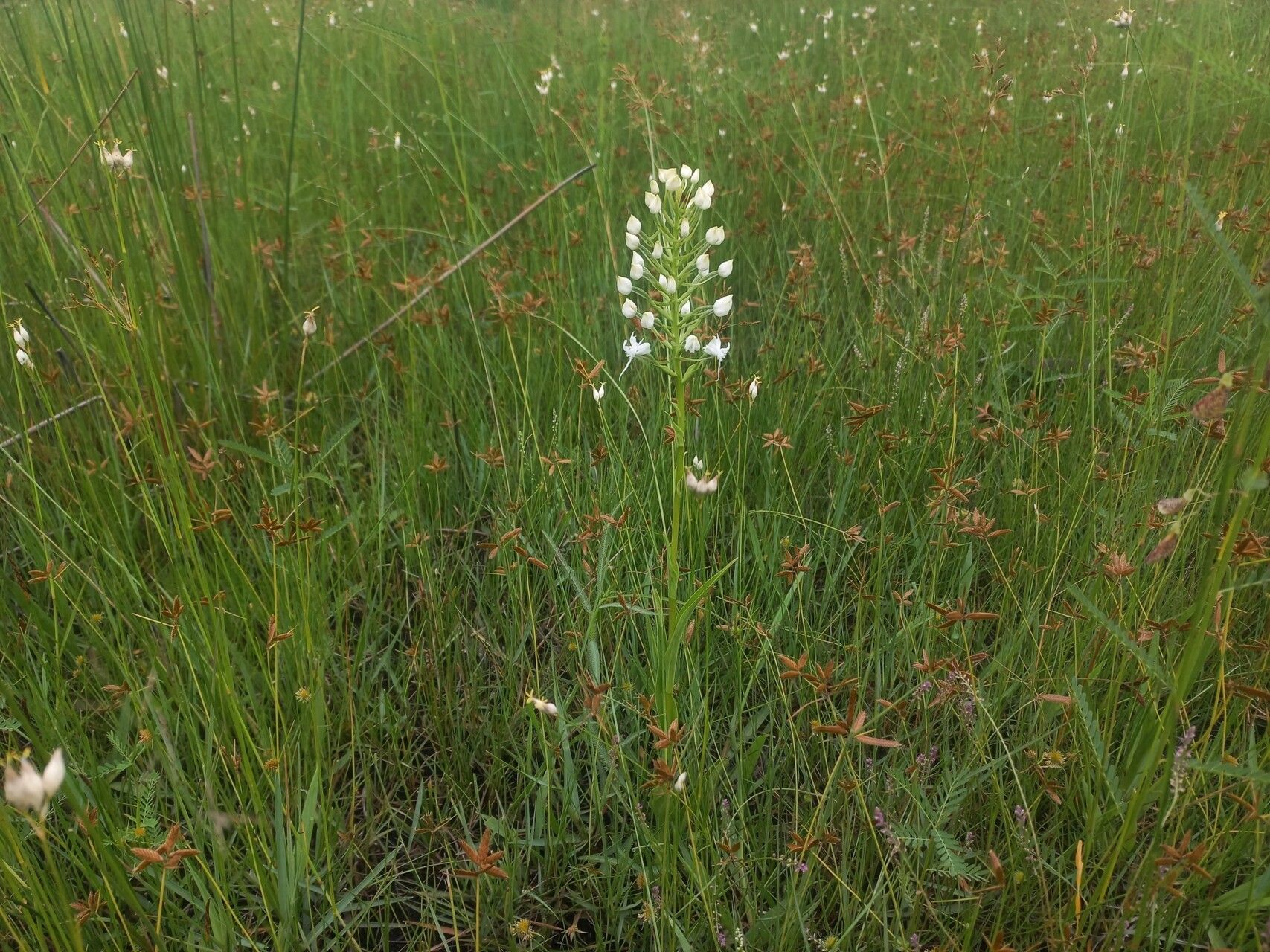 Habenaria kilimanjari habit