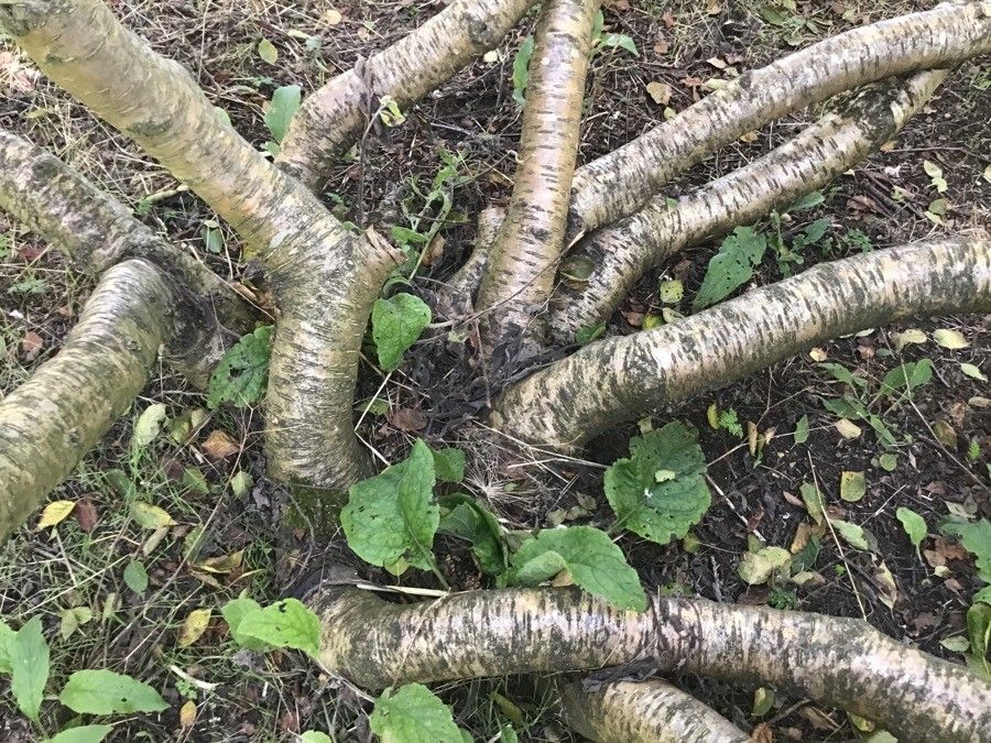 Betula medwediewii bark