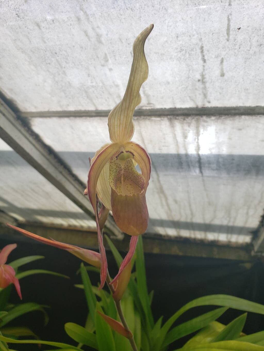 Phragmipedium sargentianum flower
