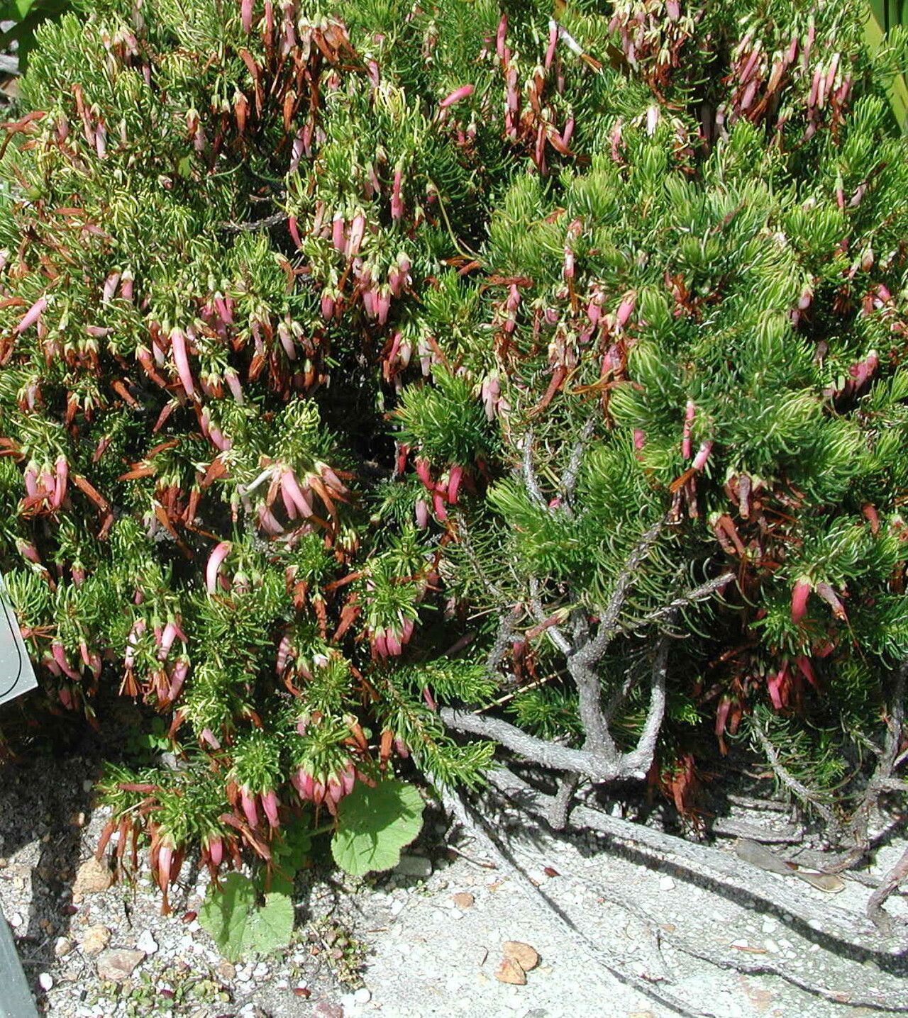 Erica plukenetii habit