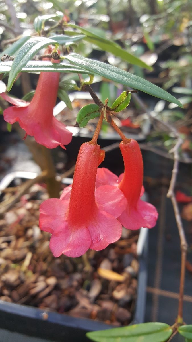 Rhododendron rarum — houseplant care guide