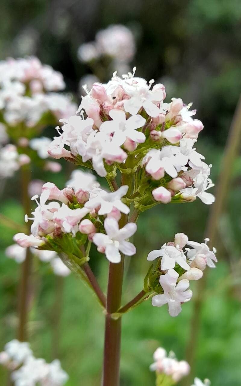 Valeriana laxiflora flower