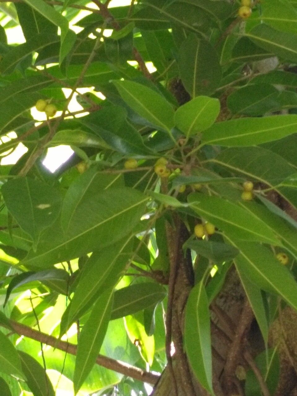 Ficus stenophylla leaf