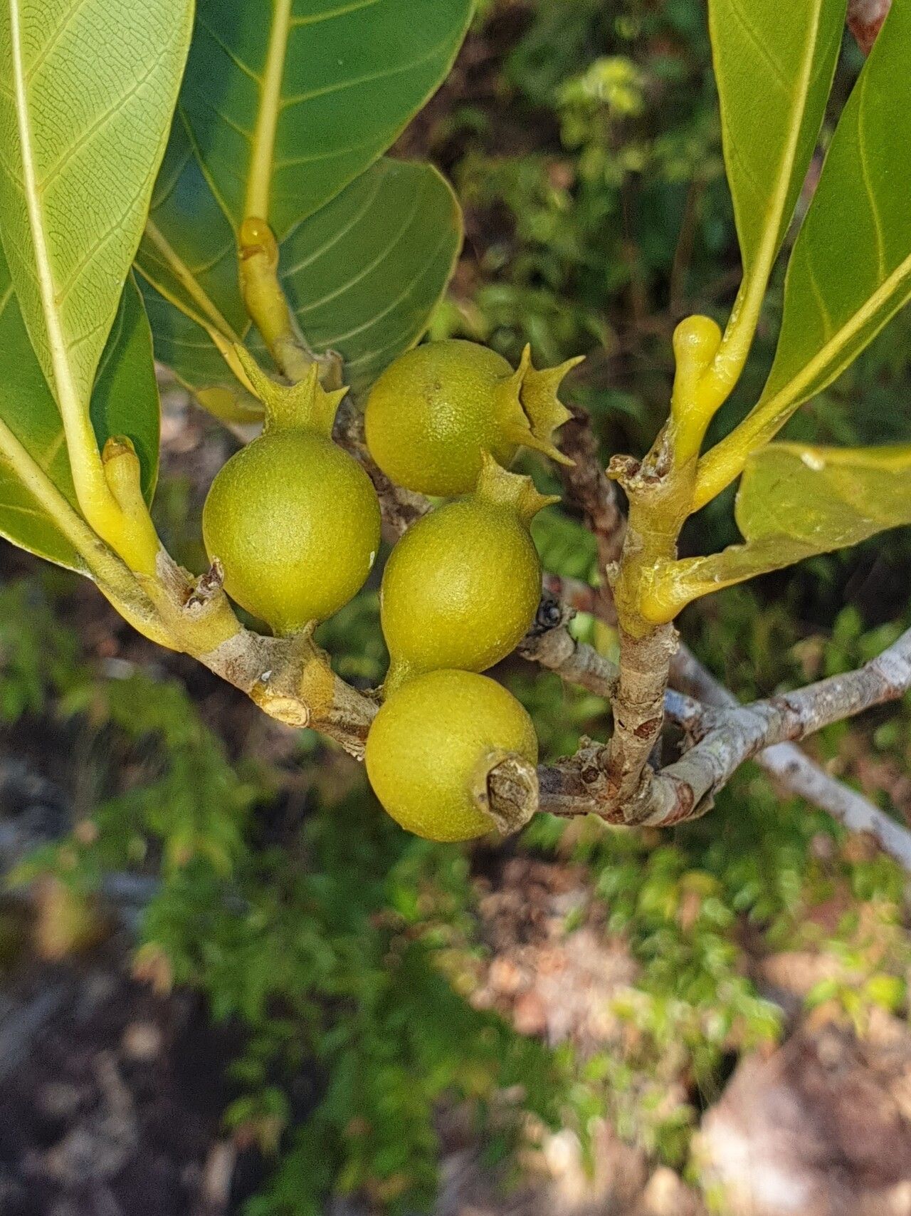 Gardenia sambiranensis fruit