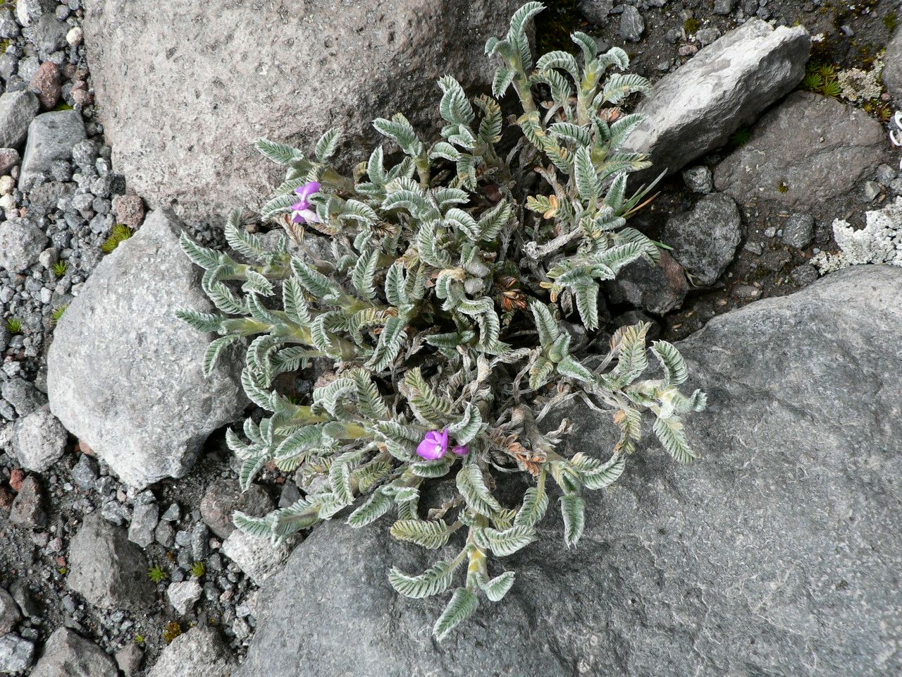 Astragalus geminiflorus habit