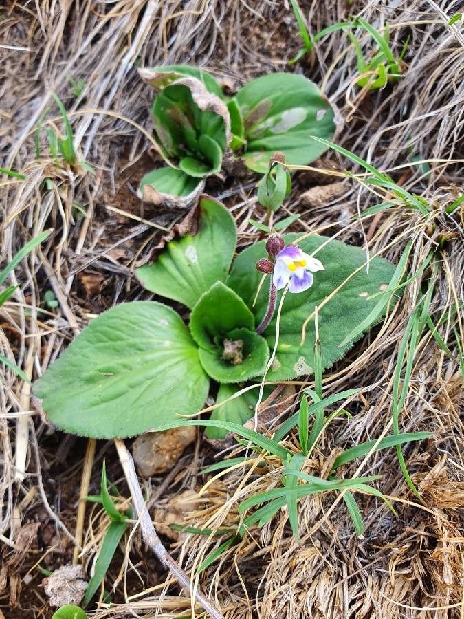 Craterostigma plantagineum — houseplant care guide