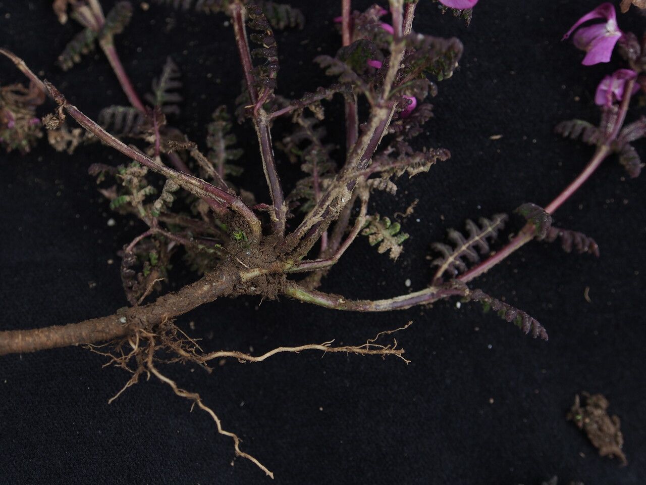 Pedicularis gracilis — houseplant care guide