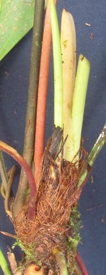 Anthurium durandii — houseplant care guide