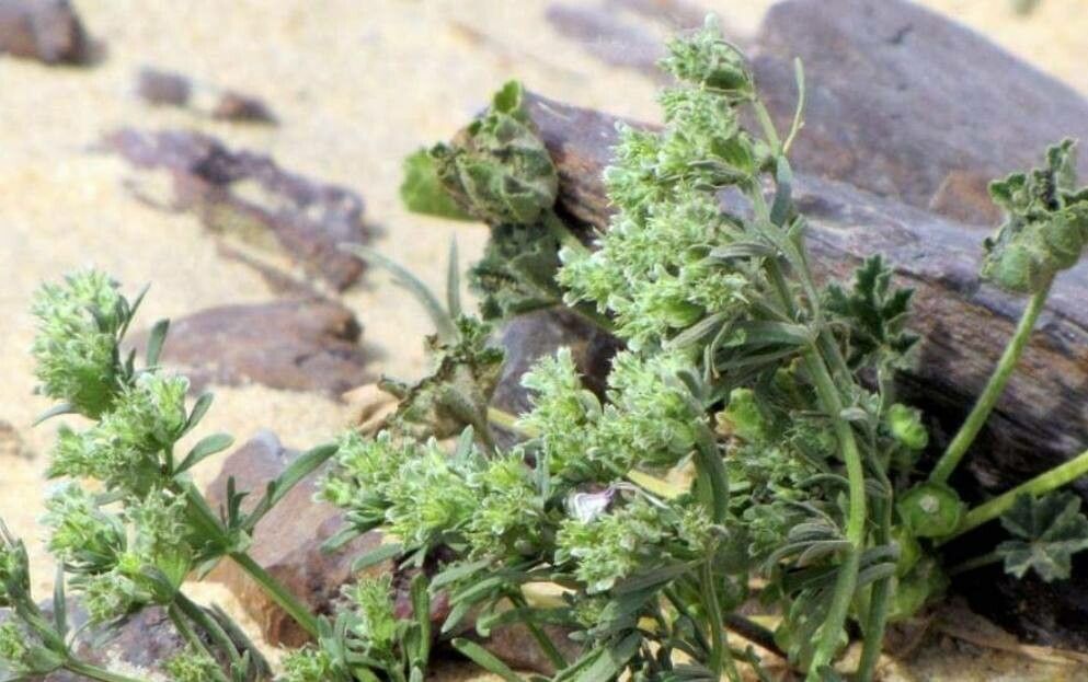 Pteranthus dichotomus — houseplant care guide