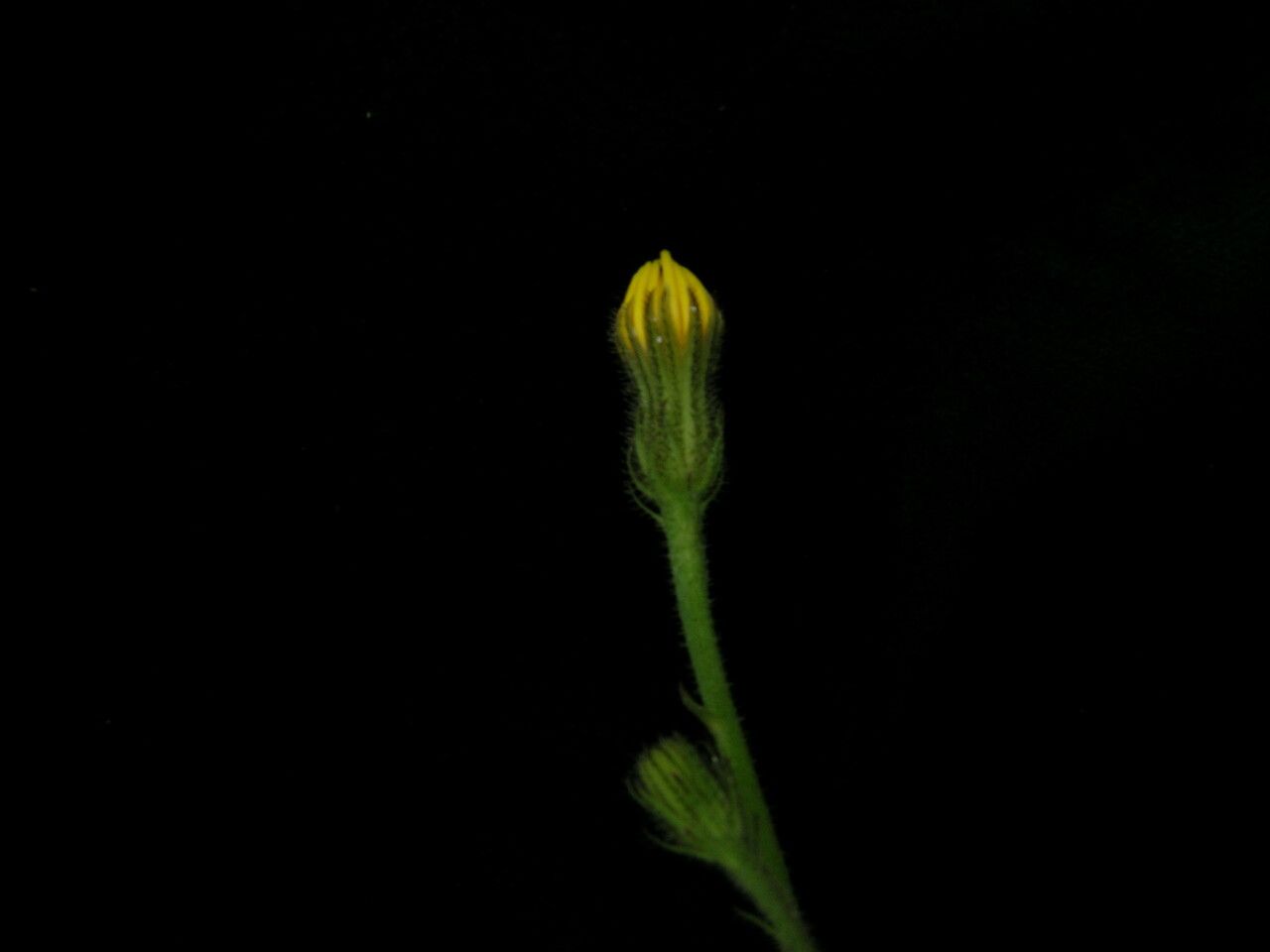 Hieracium diaphanoides — houseplant care guide