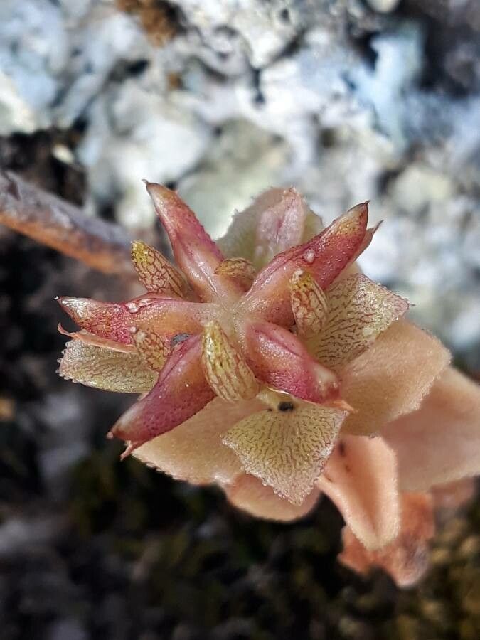 Phedimus stellatus fruit