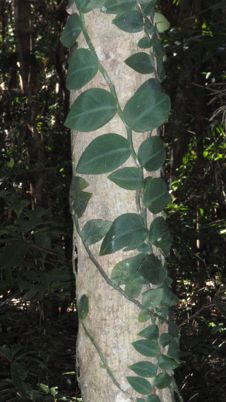 Rhaphidophora hayi — search result for 'Rhaphidophora'