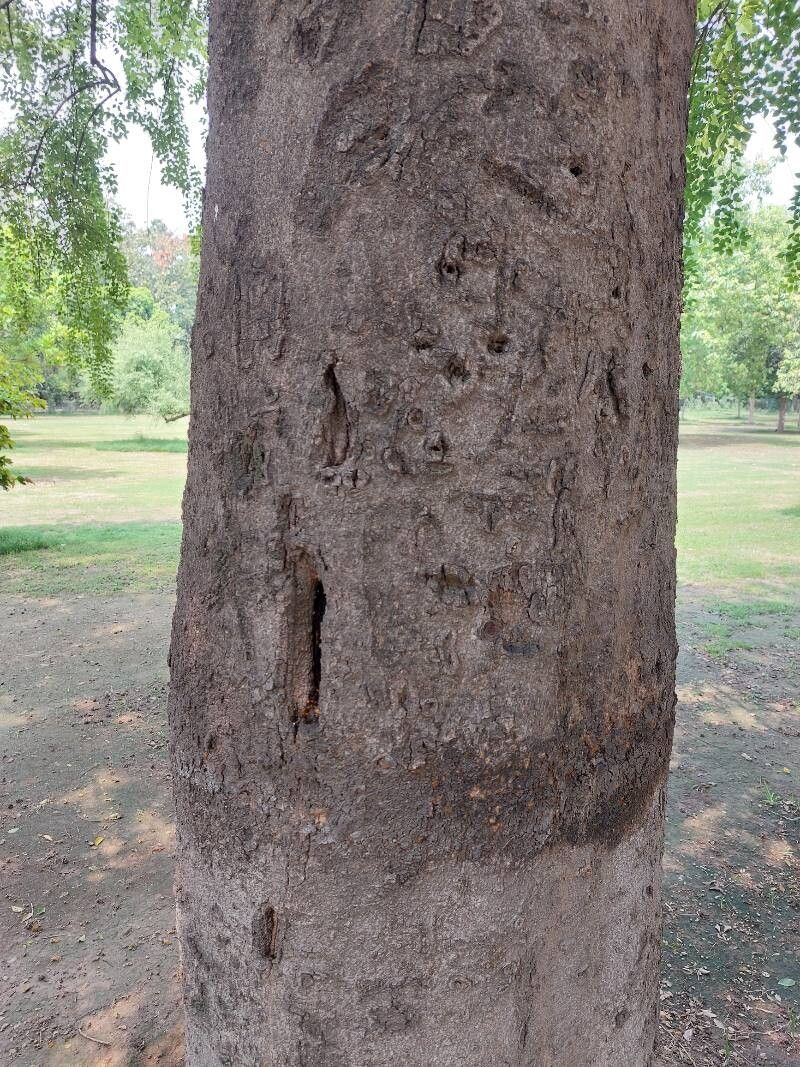 Celtis eriocarpa bark