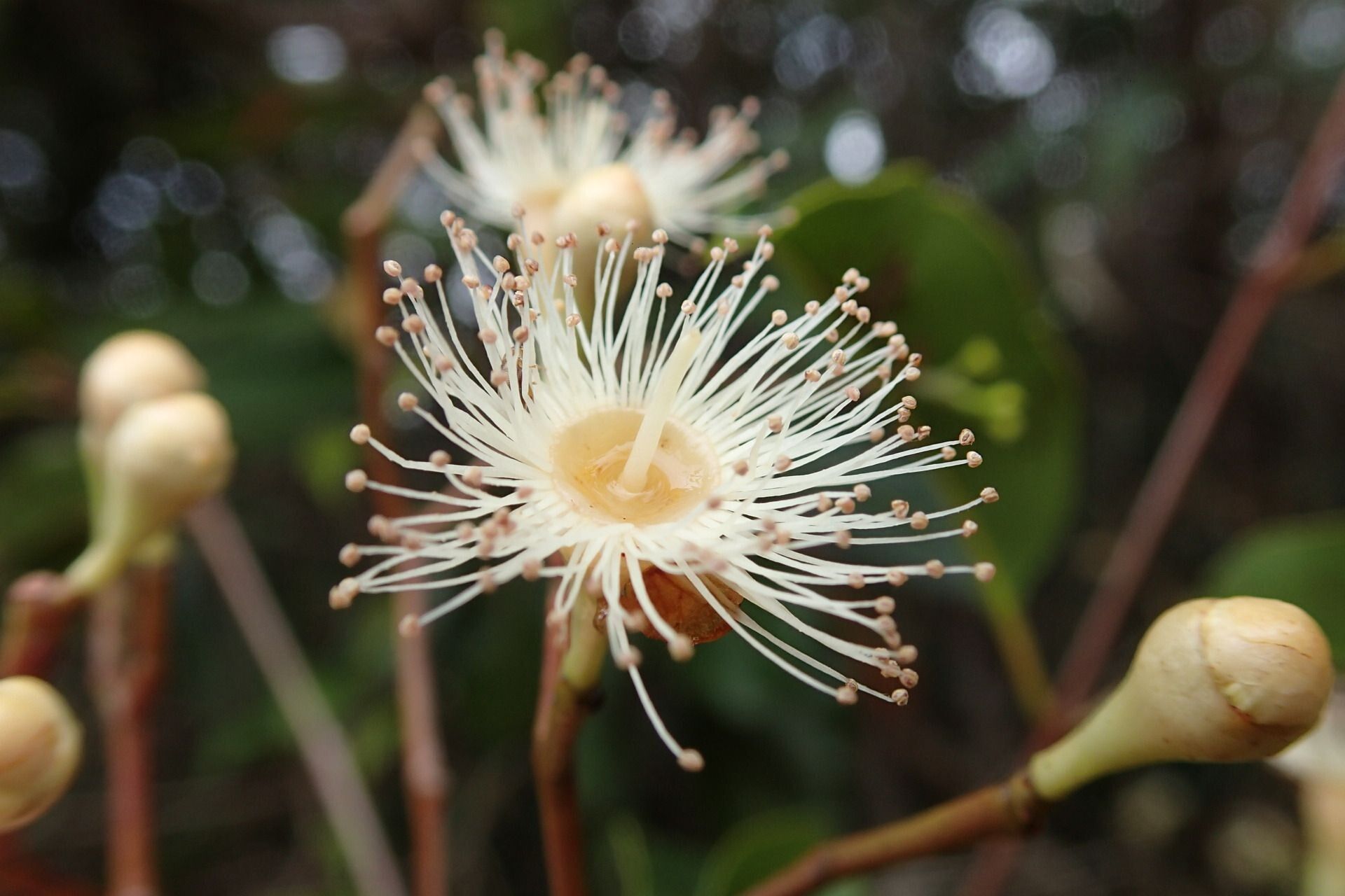 Syzygium austrocaledonicum flower