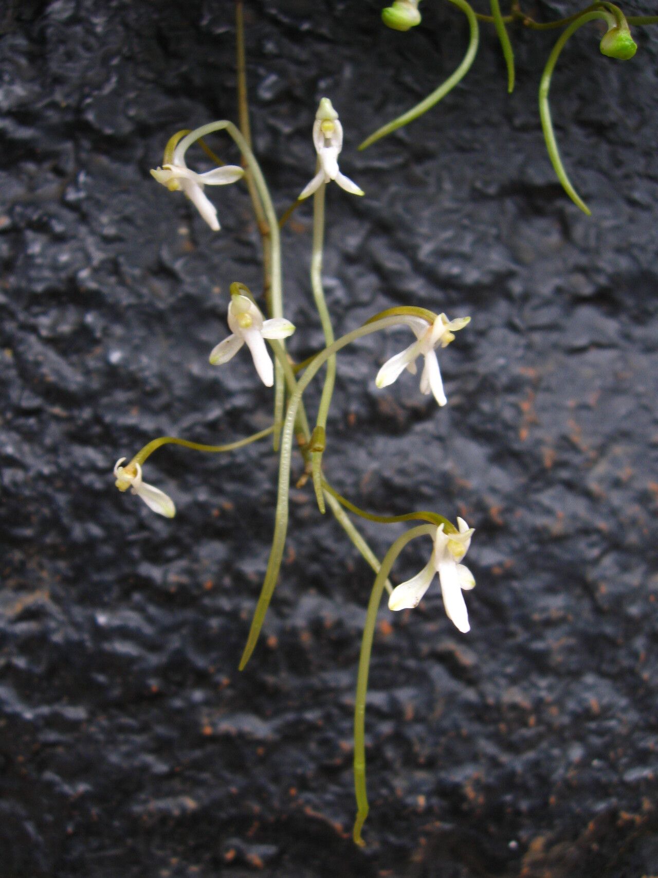 Angraecopsis lisowskii — houseplant care guide