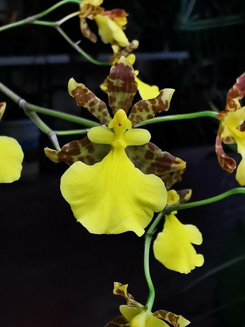 Oncidium tigrinum — search result for 'Oncidium'