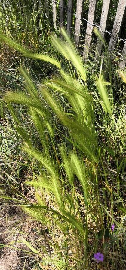 Dasypyrum villosum flower