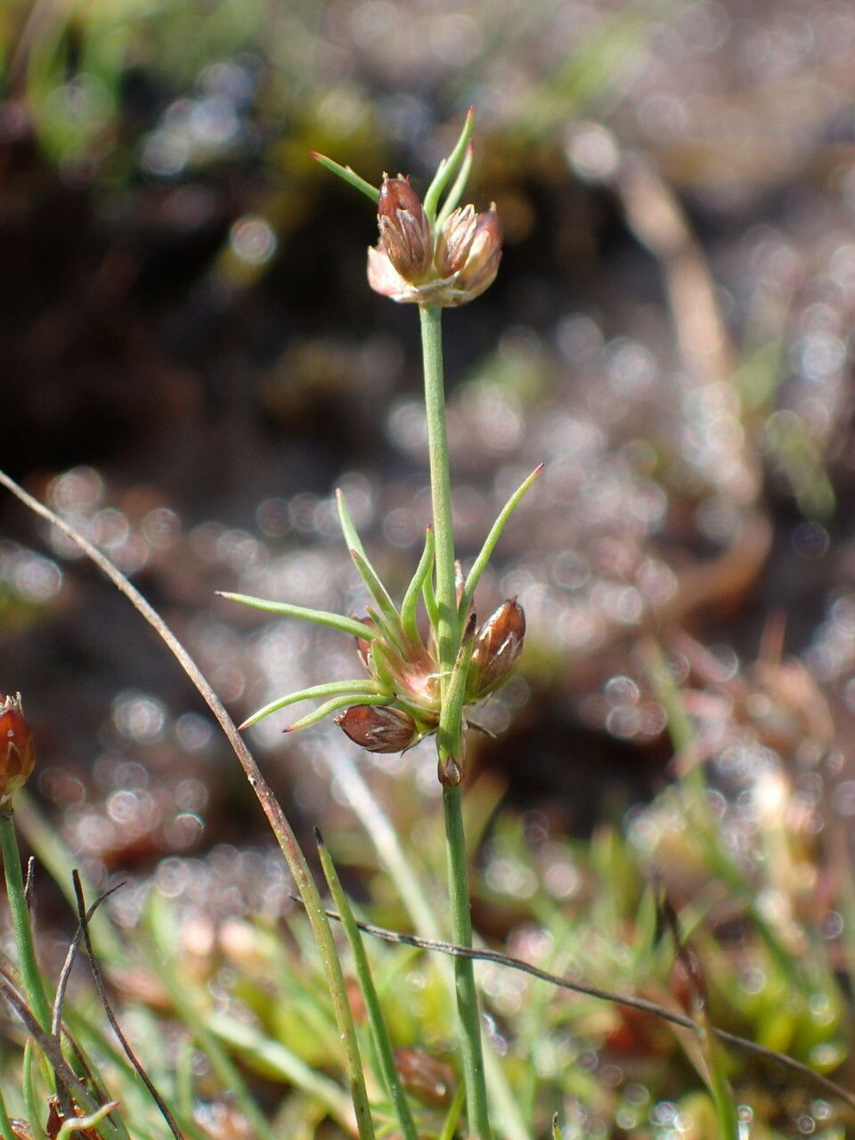 Juncus bulbosus fruit