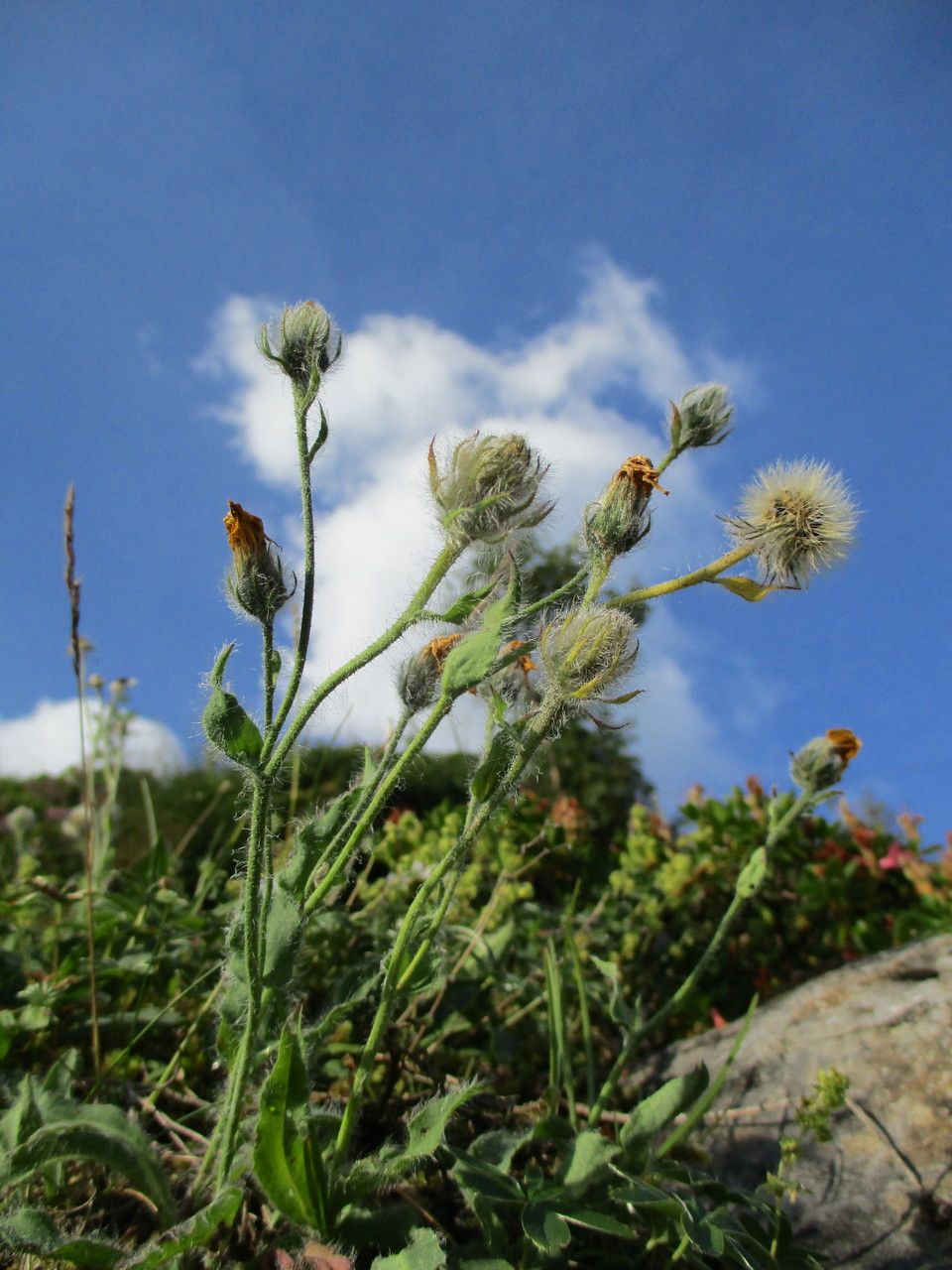 Hieracium piliferum fruit
