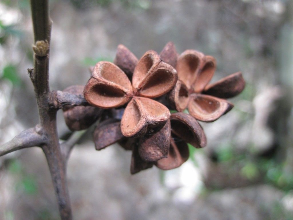 Elattostachys incisa fruit