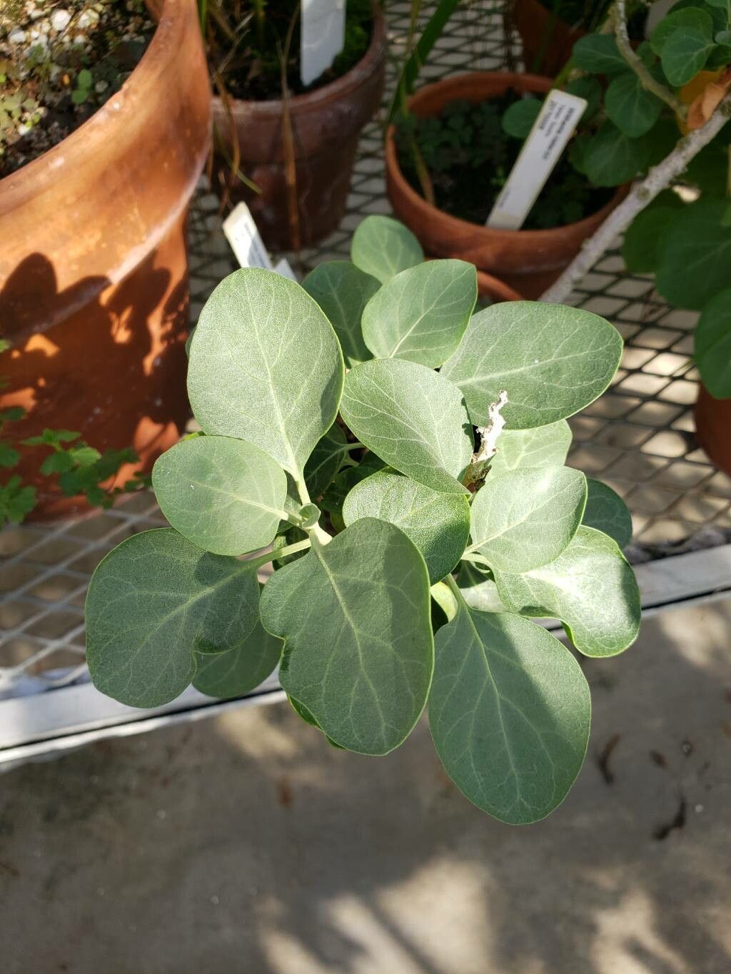 Withania riebeckii — related species from the same genus