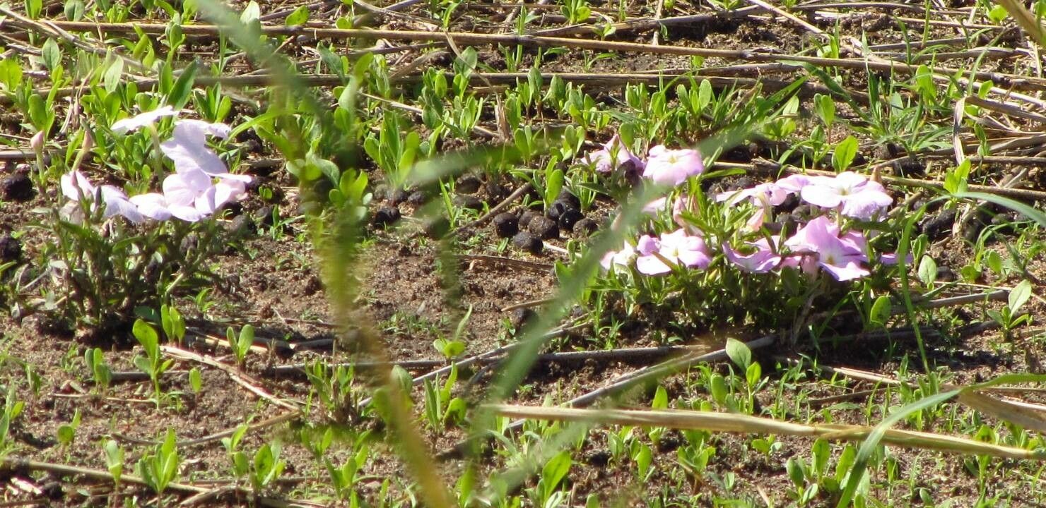 Cycnium tubulosum habit