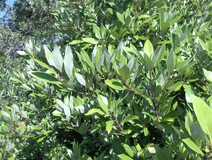 Persea borbonia habit