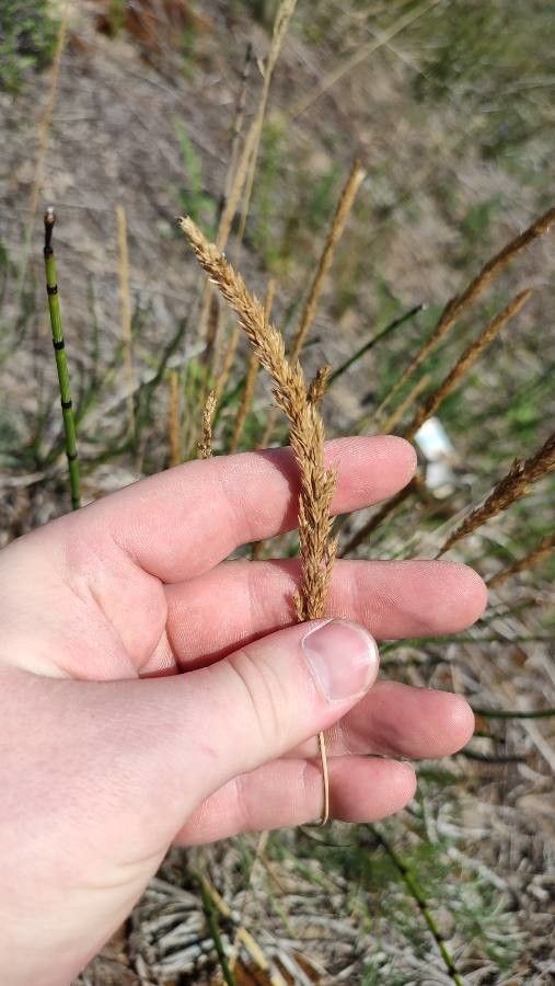 Koeleria glauca fruit