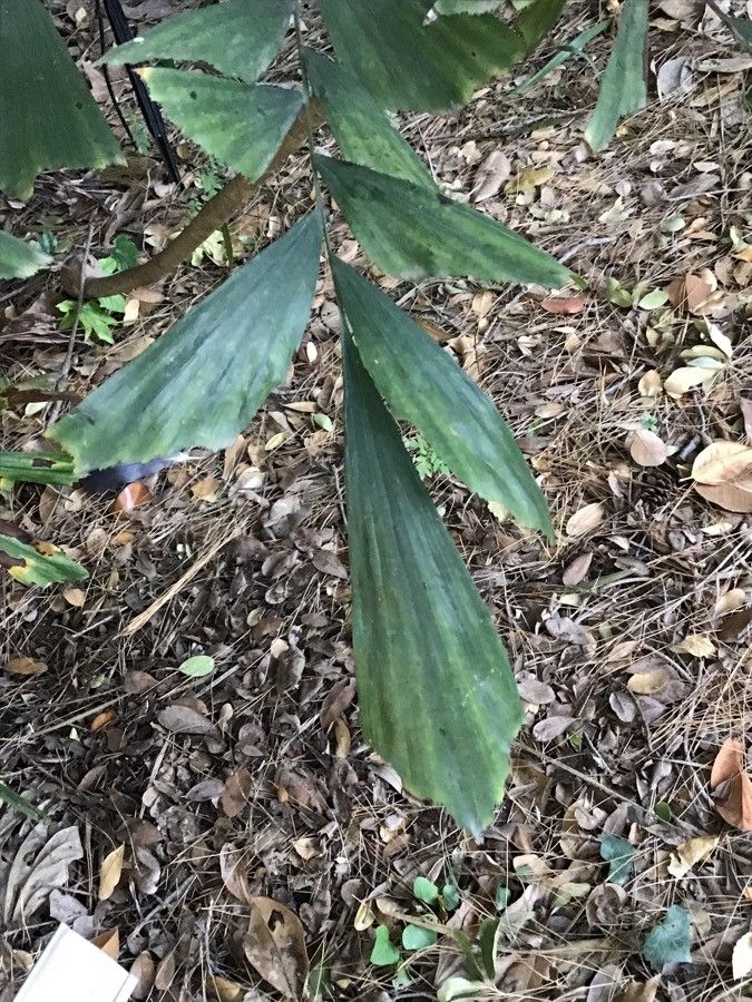 Caryota mitis leaf
