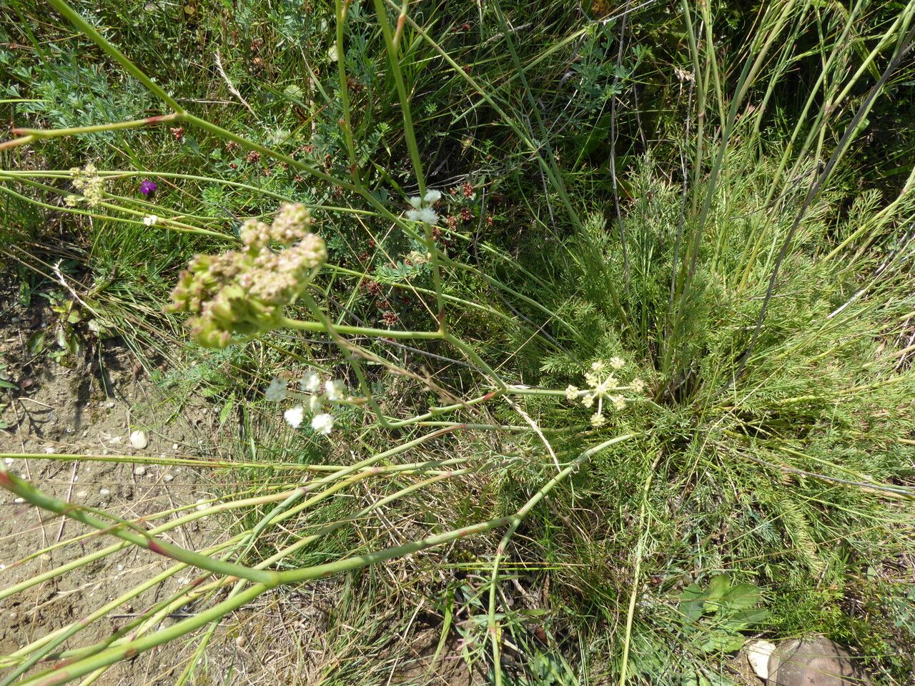 Seseli hippomarathrum fruit