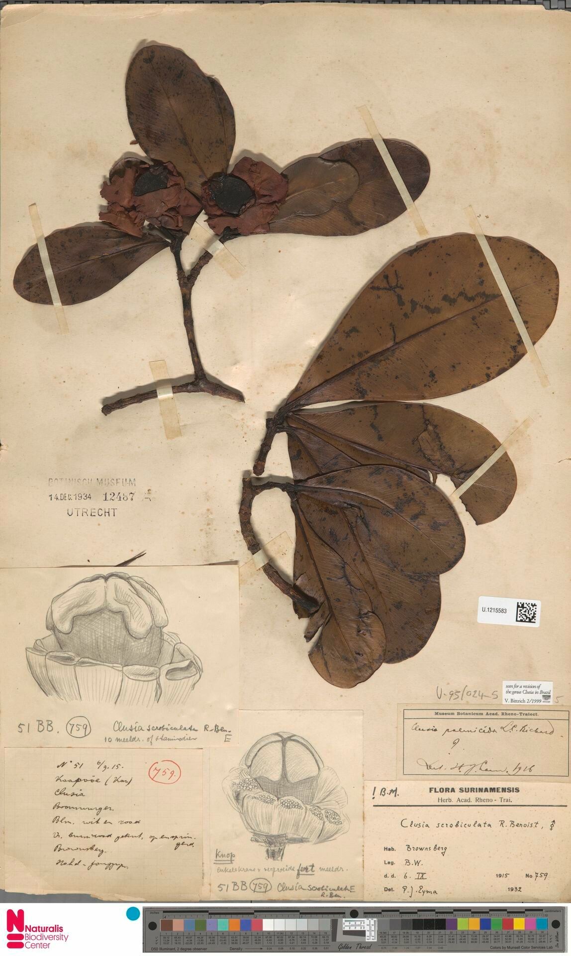 Clusia scrobiculata fruit