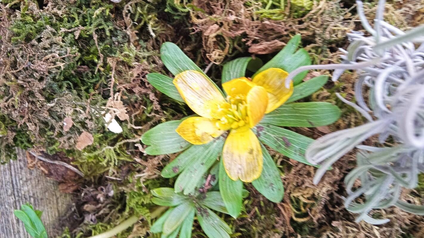 Eranthis albiflora