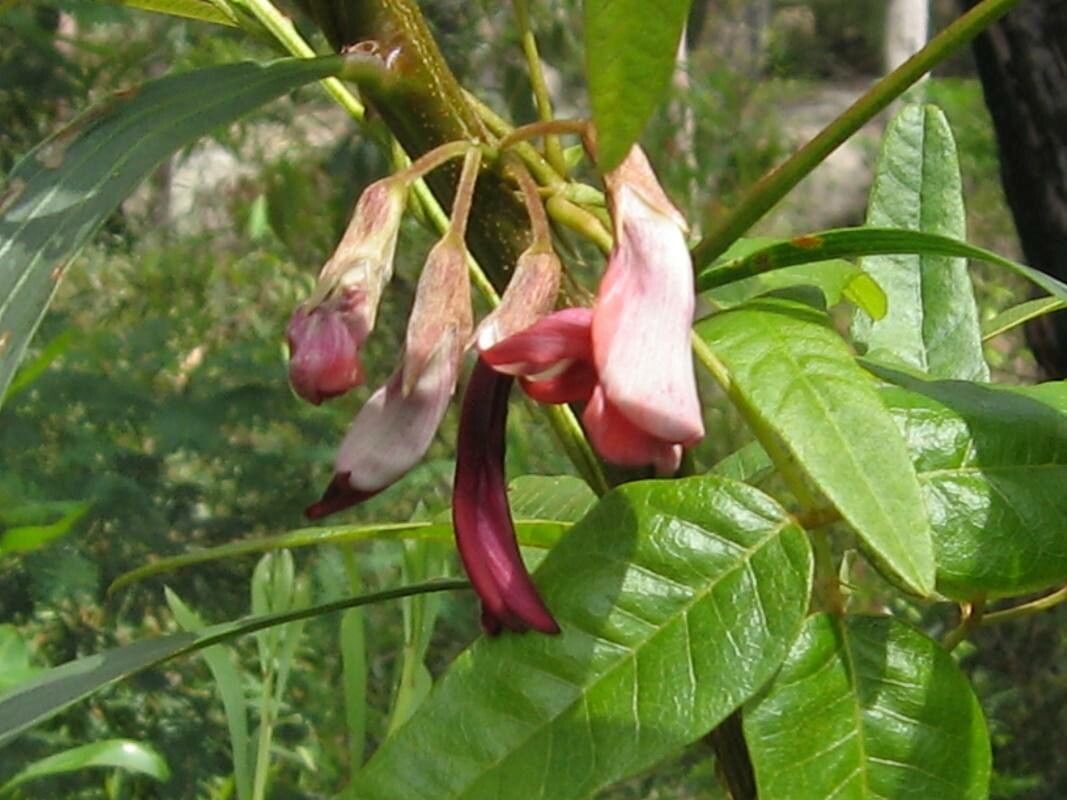 Kennedia rubicunda flower