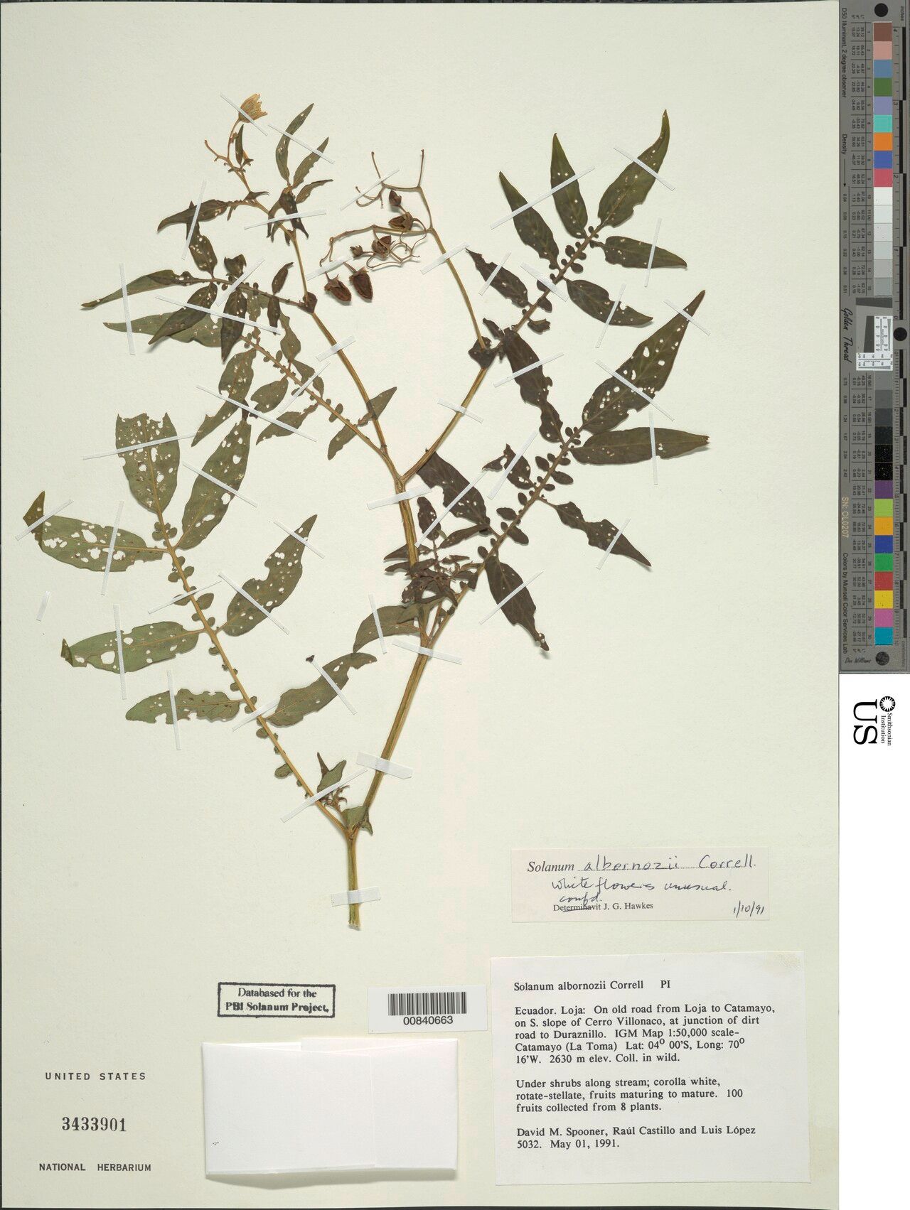 Solanum albornozii — houseplant care guide