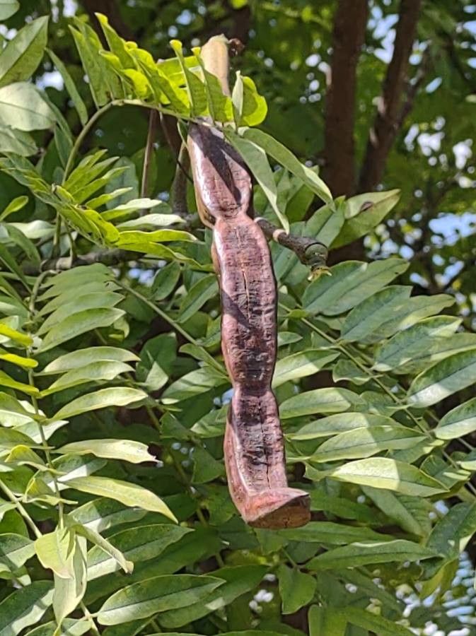 Cassia leptophylla fruit