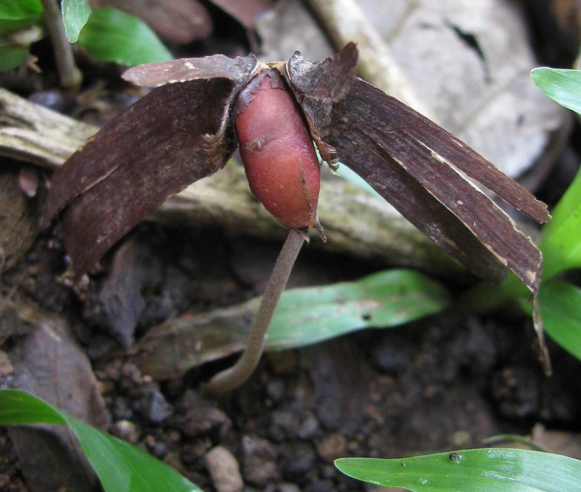 Tetrapterys discolor fruit