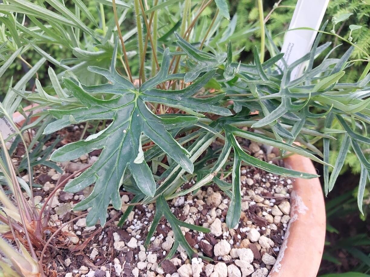 Pelargonium caffrum — houseplant care guide