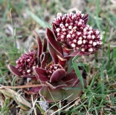Crassula natalensis habit