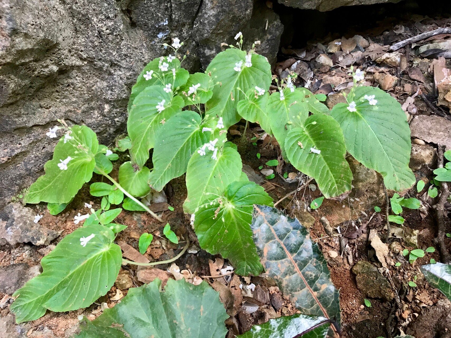 Streptocarpus capuronii habit