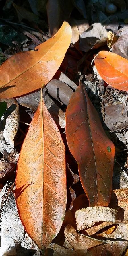 Suregada glomerulata leaf