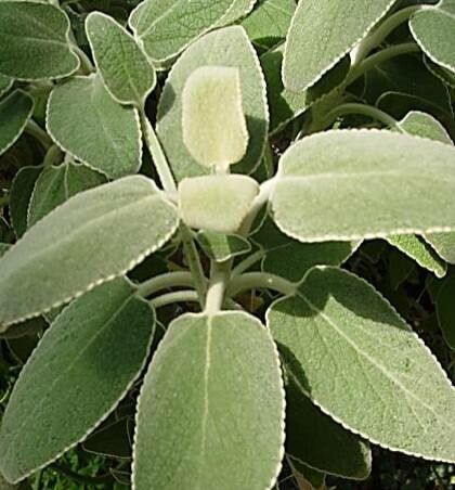 Sideritis pumila leaf