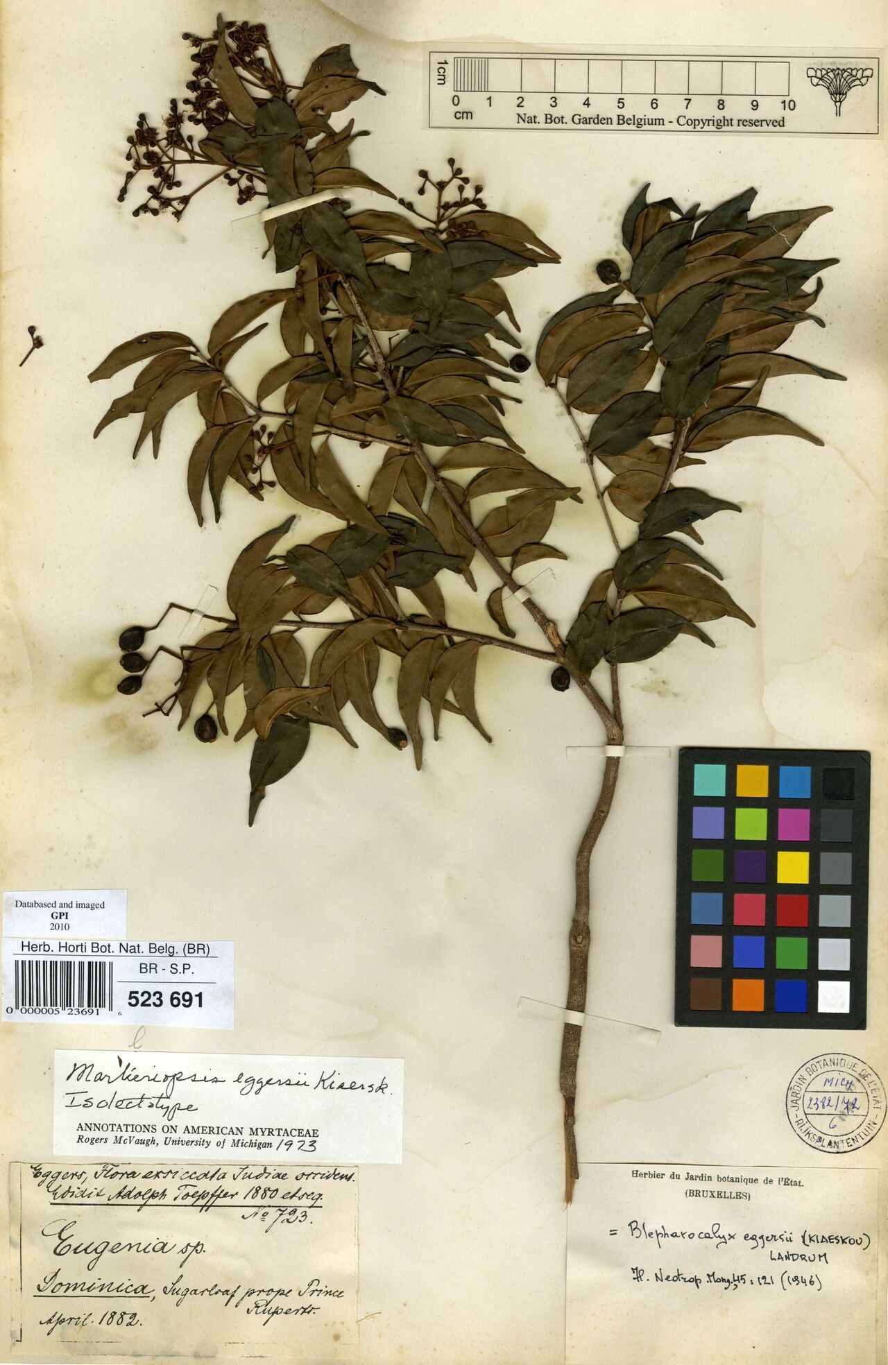 Blepharocalyx eggersii fruit