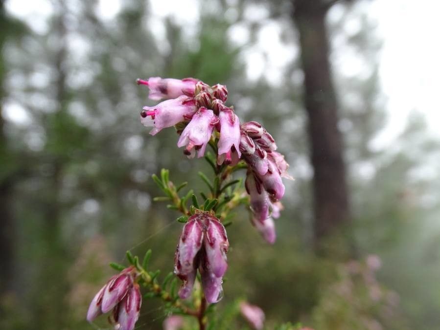 Erica australis flower